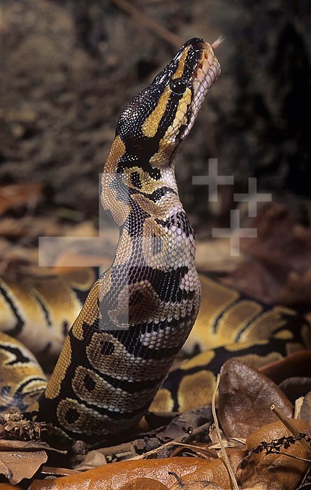 Ball Python ,Python regius, swallowing its mouse prey, Africa.