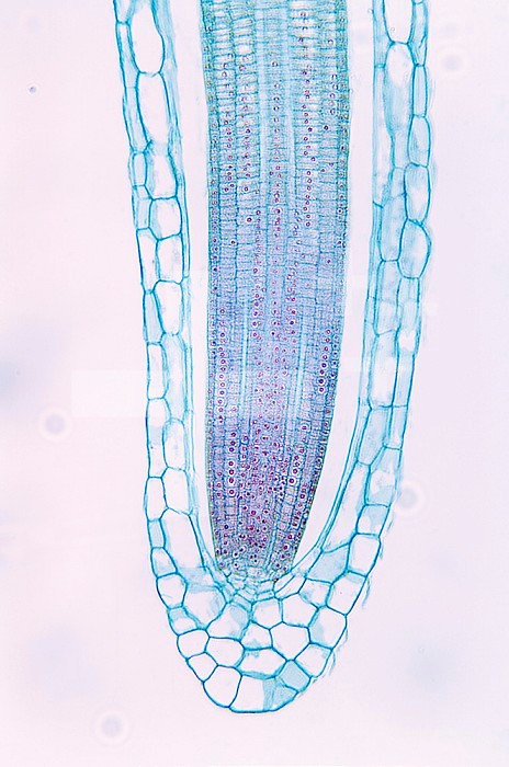Longitudinal section of a Duckweed root tip and root cap cells (Lemna), a monocot. LM X25.