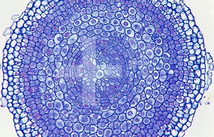 Cross-section of a Buttercup root (Ranunculus), a dicot. LM X35.