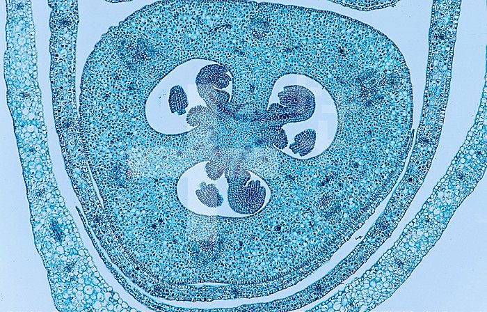 Cross-section of the flower bud of an Iris, a monocot. LM X10.