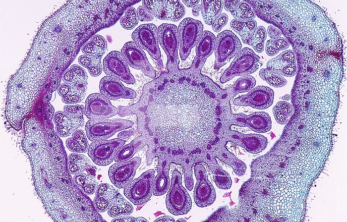 Cross-section of the floral bud through the ovary of a Raspberry (Rubus). LM X7.
