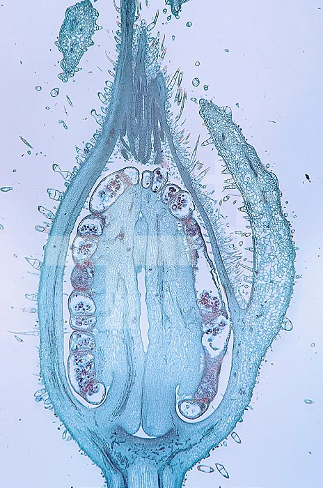 Longitudinal section of the floral bud of a male Pumpkin (Curcurbita). LM X4.