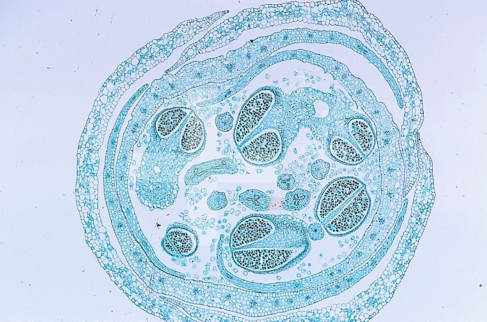 Cross-section of a Spiderwort (Tradescantia) floral bud through the anthers, a monocot. LM X5.
