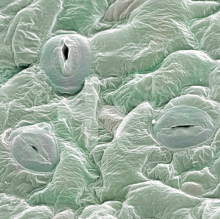 Open and closed stomates on the surface of an Arabidopsis thaliana leaf. SEM X800.