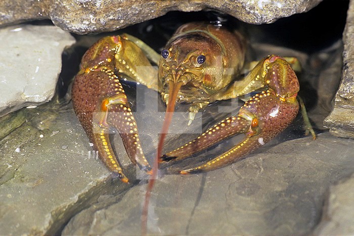 Rusty Crayfish in its rocky retreat (Orconected rusticus), Ohio, USA.