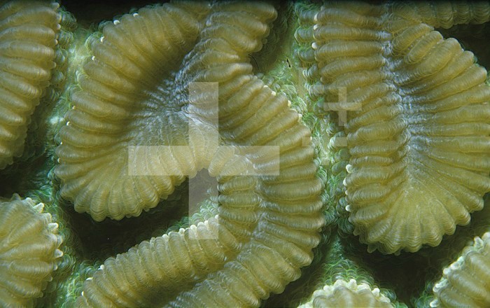 Close-up of a Brain Coral, the green color is due to zooanthellae algae. (Diploria strigosa)