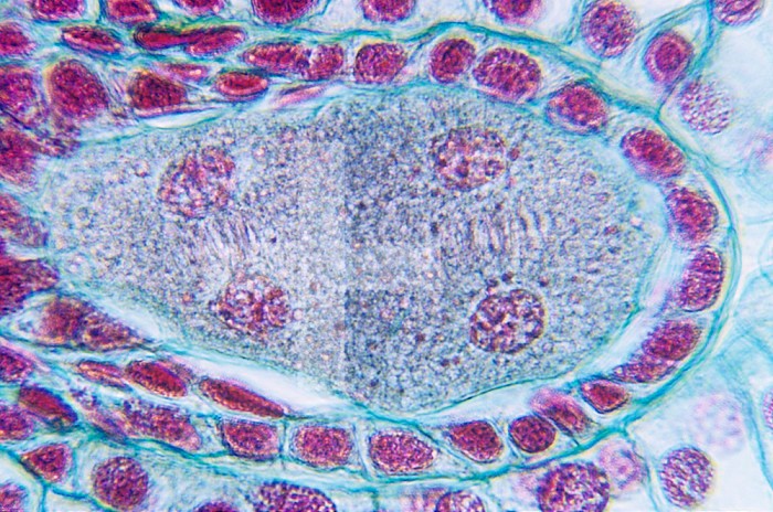 Lily meiosis showing the early four-nucleate stage in the embryo sac (Lilium). LM X160.