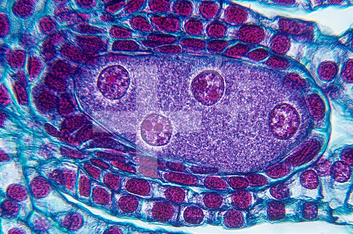 Lily meiosis showing the first four-nucleate stage in the embryo sac (Lilium). LM X125.