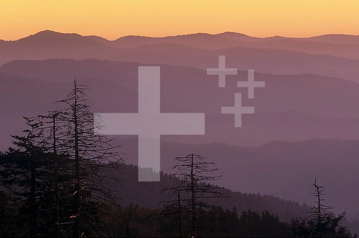 Multiple ridges of the Appalachian Mountains at twilight seen from Clingman's Dome, Great Smoky Mountains National Park, Tennessee, USA. Note the acid rain and insect damaged trees.