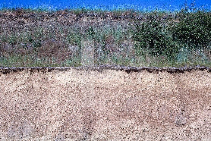 Loess soil profile, Palouse region, Washington, USA.