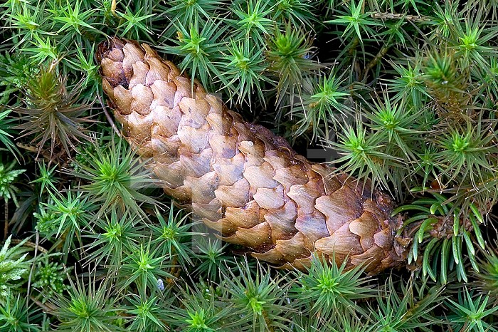 Norway Spruce cone on the mossy forest floor ,Picea abies,.