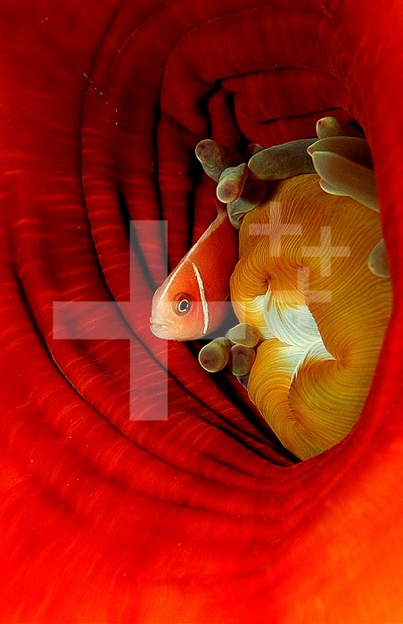 Pink Anemonefish (Amphiprion perideraion) deep in a Sea Anemone, Pacific Ocean.