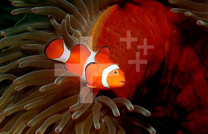 Clown Anemonefish or Clownfish (Amphiprion ocellaris) in a Sea Anemone, Pacific Ocean, Panglao Island.