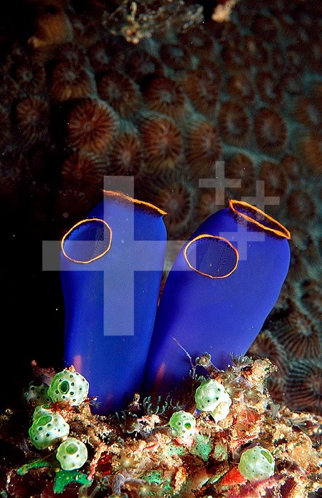 Sea Squirt Tunicates (Ascidia), Pacific Ocean, Panglao Island.