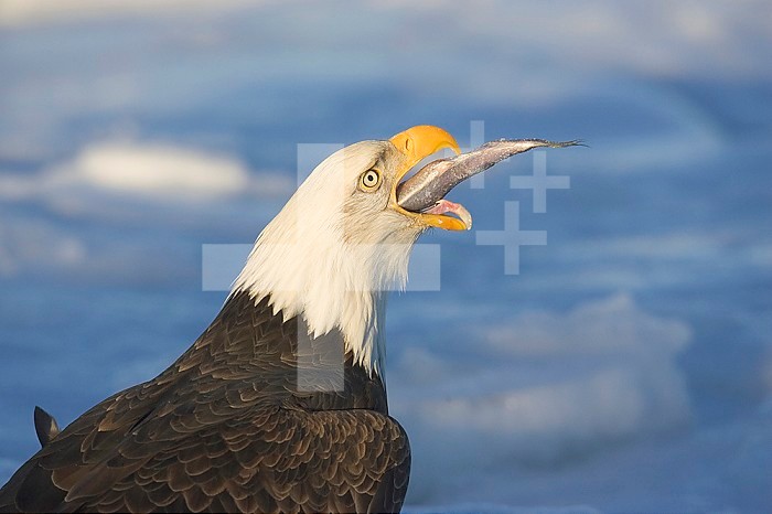Bald Eagle swallowing a fish ,Haliaeetus leucocephalus,, Homer, Alaska, USA.