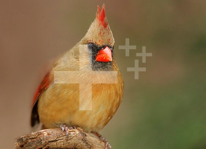 Northern Cardinal (Cardinalis cardinalis), Female