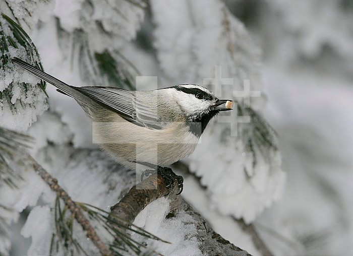 Mountain Chickadee ,Poecile gambeli, with a seed in its bill. Note its fluffed feathers ,piloerection, for protection against the cold. Western North America.