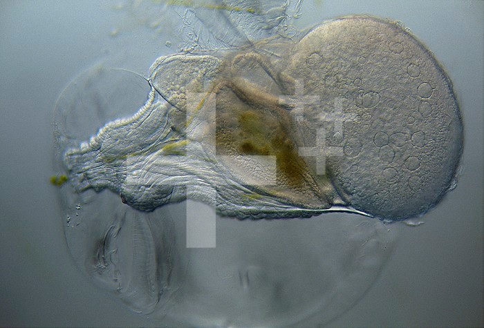 The head of Oikopleura, a Larvacean Tunicate, starting to make its mucus house and fishing apparatus. This house is many times the organism's size and contains filters to capture nanoalgae. DIC, LM X250.