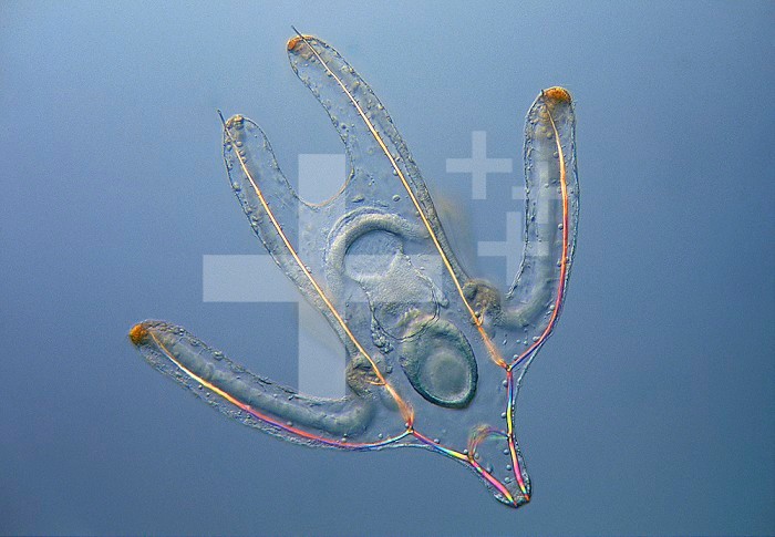 The ophiopluteus larva of a Brittle Star. These planktonic larvae have long arms supported by siliceous skeletal spicules and bands of cilia used for locomotion and feeding. (Ophiura) LM - DIC X100