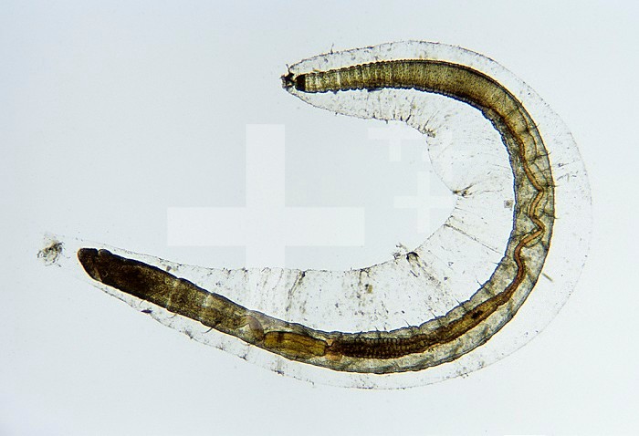 Juvenile Lugworm or Bristle Worm (Arenicola marina), Atlantic Ocean. Adult Lugworms are Polychaetes that live in the mud of shallow seas but juveniles float as marine zooplankton. LM X60.