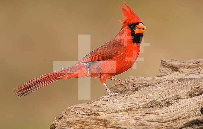 Male Northern Cardinal ,Cardinalis cardinalis,, North America.