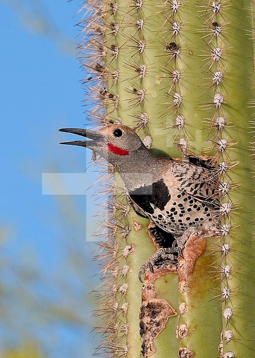 Adult male Gilded Flicker peering from its nest hole in a Saguaro Cactus (Colaptes chrysoides), Sonoran Desert, Arizona, USA.