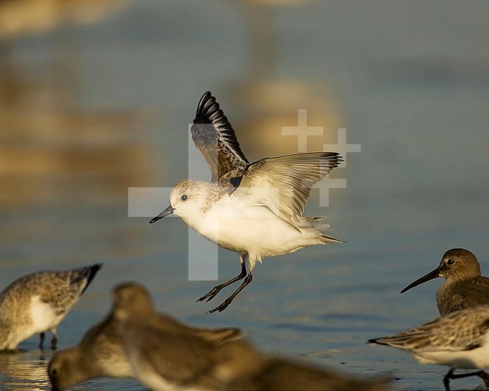 Sanderling ,Calidris alba, landing in a mixed flock of various shorebirds, Florida USA.