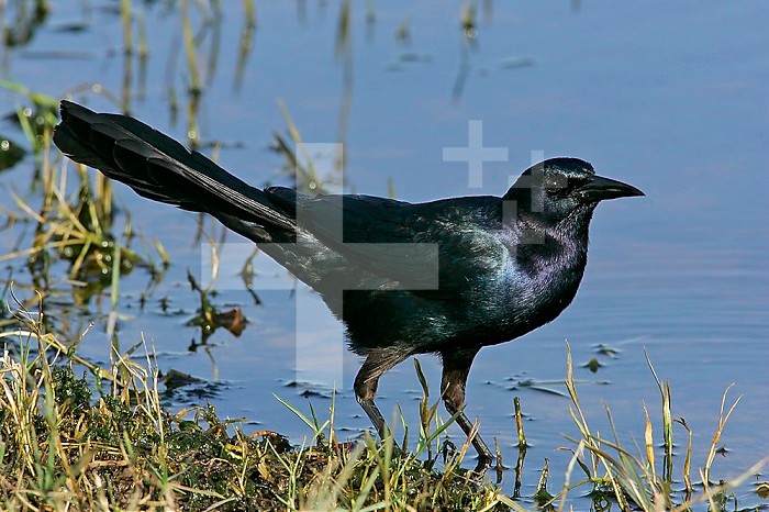 Boat-tailed Grackle ,Quiscalus major,, Eastern USA.