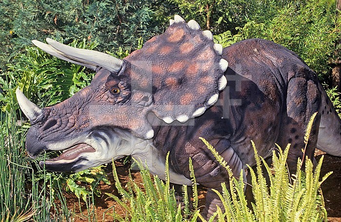 Restoration of a Triceratops Dinosaur, 30 feet long, weight of 6 tons, Late Cretaceous, 66 m.y.a., Western North America.