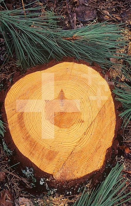 Cross-section of a Red Pine needles and tree trunk (Pinus resinosa) showing bark, heartwood, sapwood, and annual rings, North America.