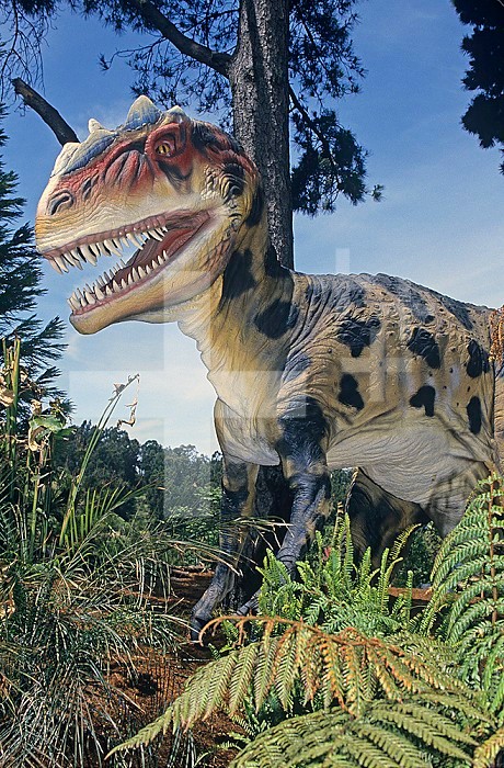 Restoration of an Allosaurus Dinosaur, Jurassic Period, 145 m.y.a., Western North America.