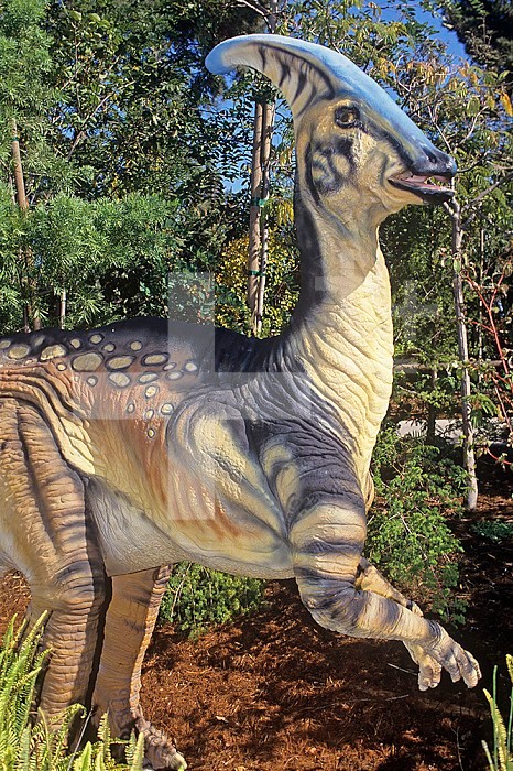 Restoration of the Crested Duck-bill Dinosaur (Parasaurolophus), Late Cretaceous, 75 m.y.a., Alberta, Canada.