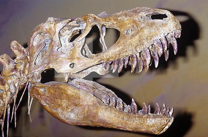 Albertosaurus libratus Dinosaur skull, 75 m.y.a., Dinosaur Provincial Park, Canada.