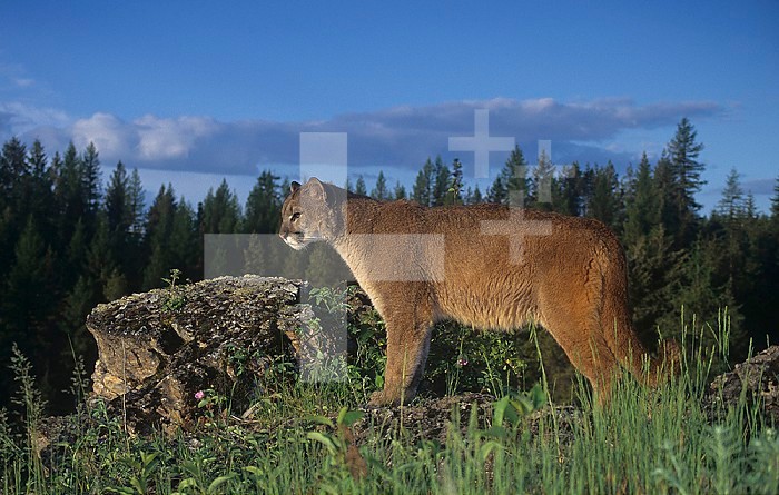 Mountain Lion, Cougar, or Puma ,Felis concolor,, Western North America.