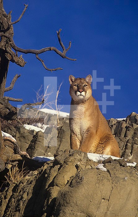 Male Mountain Lion, Cougar, or Puma (Felis concolor), Western North America.