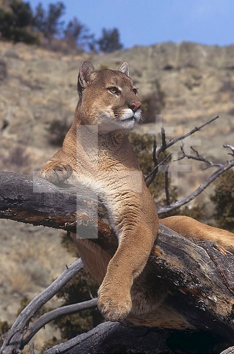 Mountain Lion, Cougar, or Puma (Felis concolor), Western North America.