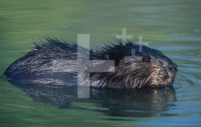 Beaver swimming in a pond (Castor canadensis), North America.