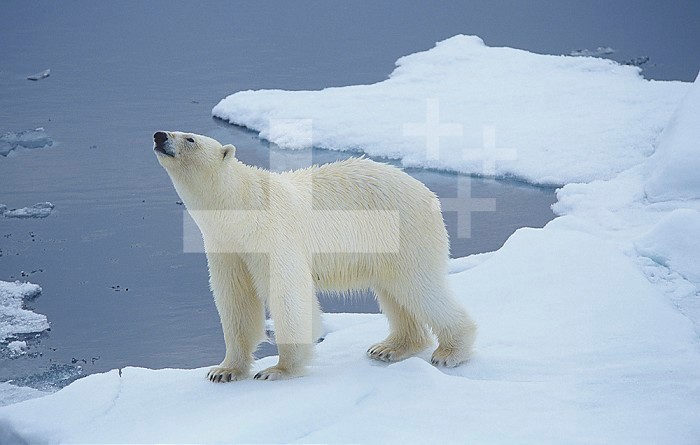 Polar Bear on ice near open ocean (Ursus maritimus), Svalbard, Norway.