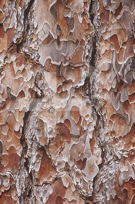 Bark of the Sugar Pine ,Pinus lambertiana, California, USA.