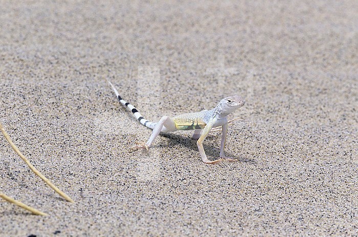 Zebra-tailed Lizard ,Callisaurus draconoides,, Death Valley, California, USA. Note the raised feet and toes for temperature regulation above the very hot sand dune surface.