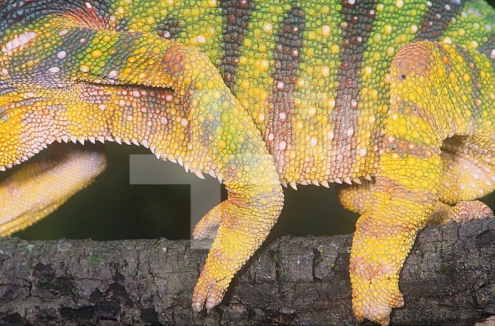 Close-up of the grasping feet of the Panther Chameleon ,Chamaeleo pantheri,, Madagascar.