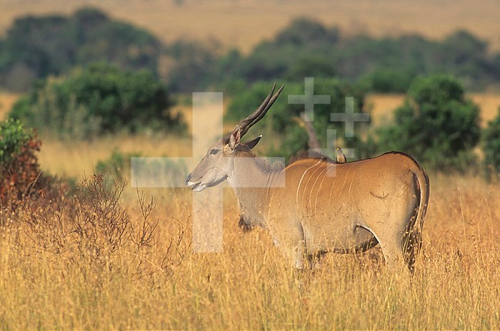 Eland on the savanna ,Taurotragus oryx,, East Africa.