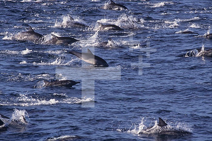 Common Dolphins swimming, jumping, and following the bow waves of a boat ,Delphinus delphis,, California, USA.