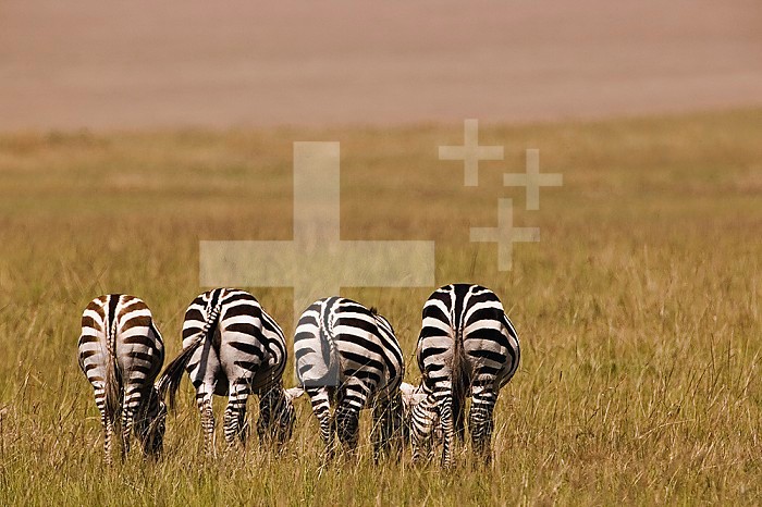 Burcell's Zebras (Equus burchelli) Masai Mara Game Reserve, Kenya.