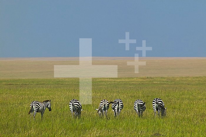 Burchell's Zebras grazing, Masai Mara Game Reserve, Kenya.