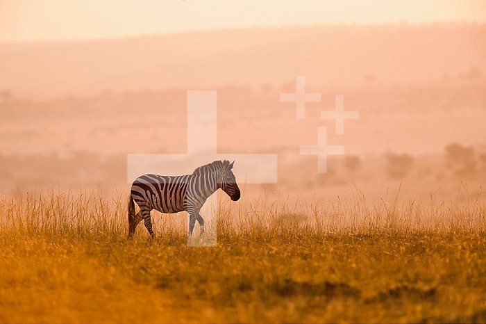 Burchell's Zebra (Equus Burchelli), Masai Mara Game Reserve, Kenya.