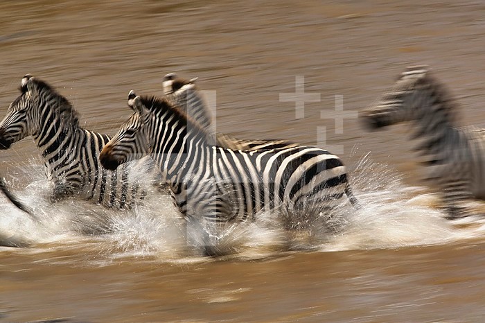Burchell's Zebras (Equus Burchelli) running across Mara River, Masai Mara Game Reserve, Kenya.