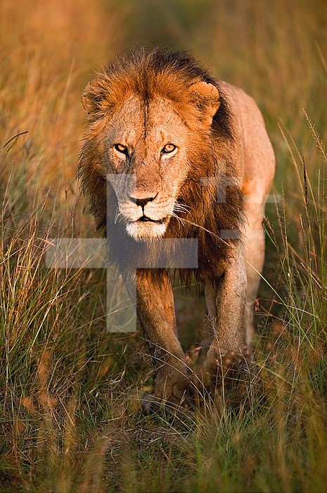 Adult male Lion (Panthera leo), Masai Mara Game Reserve, Kenya.