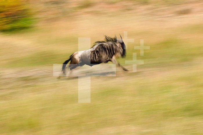 Wildebeest in motion, Masai Mara Game Reserve, Kenya