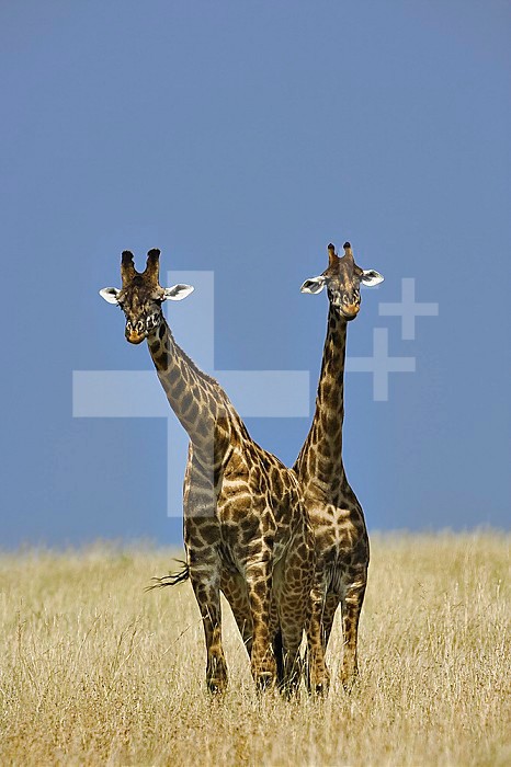 Pair of Masai Giraffes (Giraffa camelopardalis tippelskirchi), Masai Mara Game Reserve, Kenya.